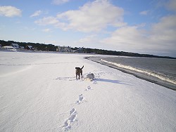 Strandimpressionen im Winter in Glowe mit Hund